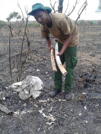 Clearing away debris so it can not be sold by poachers